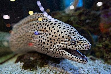 Supercell：《皇室战争》《部落冲突》将登陆PC